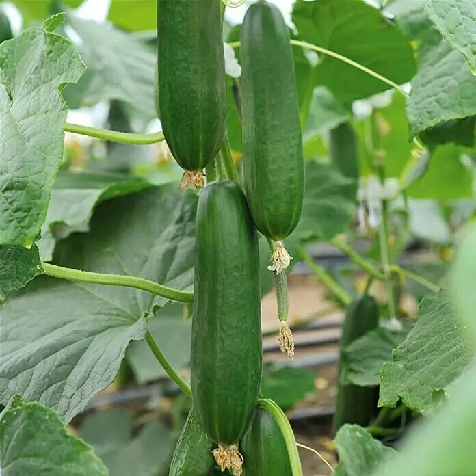 Piardino Schlangengurke 'Gambit' Mini - Cucumis sativus, 12 cm, Erntezeit: Juli - Stimmungsaufnahme