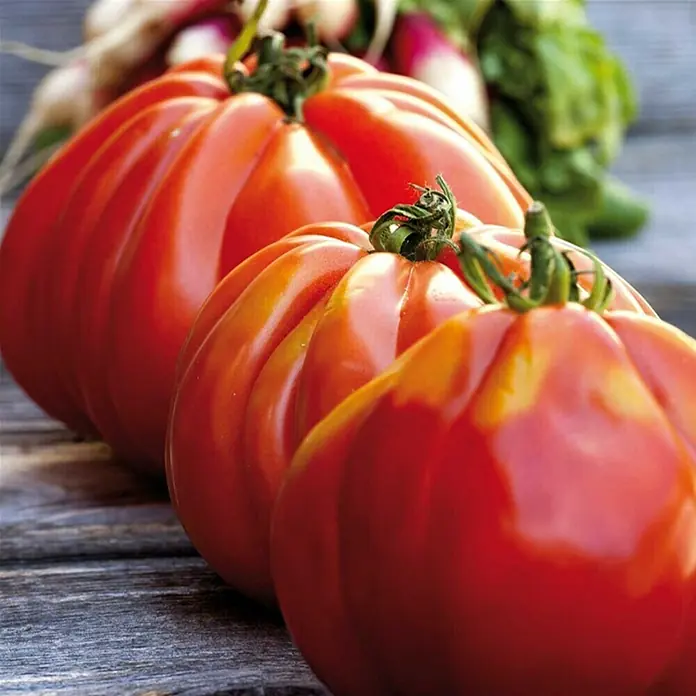 Piardino Tomate 'Corazon' - Solanum lycopersicum, 12 cm, Erntezeit: Juli - Drei reife, rote Fleischtomaten liegen auf einem rustikalen Holztisch, ihre saftige Oberfläche glänzt im Licht.