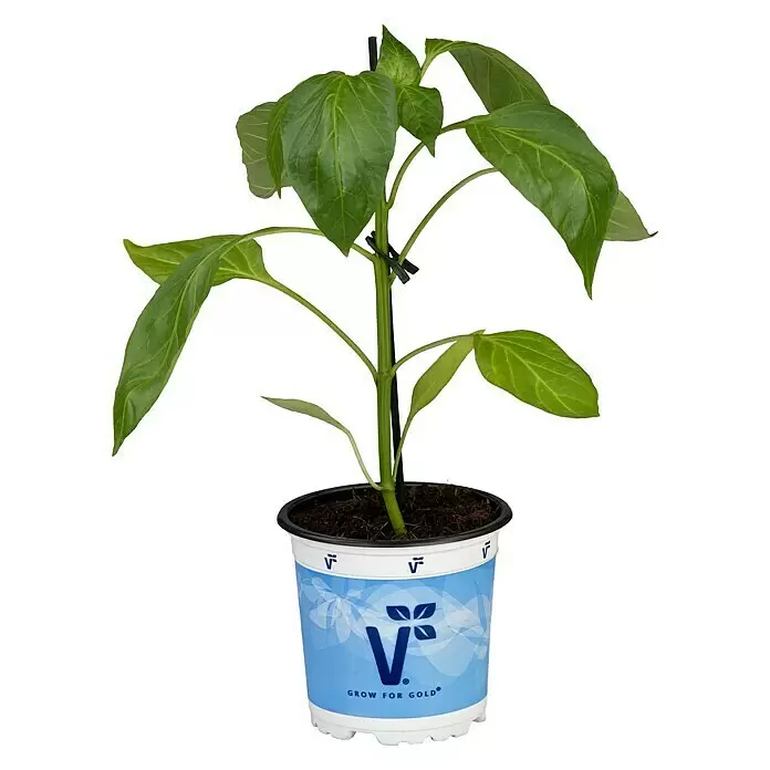 Piardino Jumbo-Paprika 'Torelus Red' - Capsicum annuum, 12 cm, Erntezeit: Juli - Vorderansicht