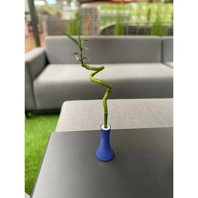 Piardino Bambú de interior - Dracaena sanderiana, Tamaño de maceta: 5 cm - Un bambú de la suerte decorativo en un jarrón azul, colocado sobre una elegante mesa negra con un sofá gris al fondo.