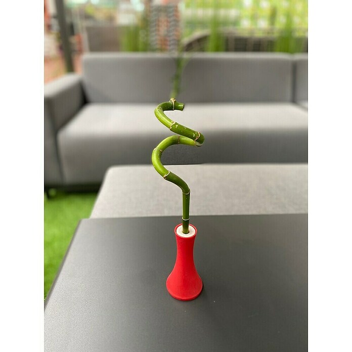 Piardino Bambú de interior (Dracaena sanderiana, Tamaño de maceta: 5 cm) | BAUHAUS