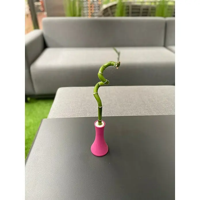 Piardino Bambú de interior - Dracaena sanderiana, Tamaño de maceta: 5 cm - Bambú de la suerte en un jarrón rosa sobre una mesa, aportando un toque elegante y natural a la decoración interior.