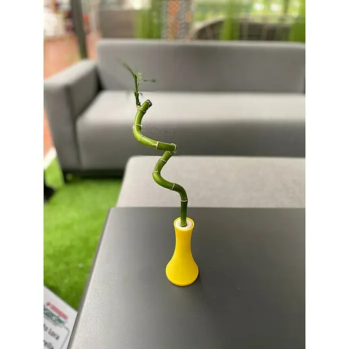 Piardino Bambú de interior - Dracaena sanderiana, Tamaño de maceta: 5 cm - Bambú de la suerte en maceta amarilla sobre una mesa, un elemento decorativo para cualquier habitación.