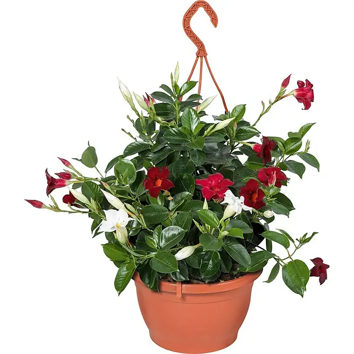 Piardino Dipladenia Ampel - Mandevilla sanderi, Topfgröße: 19 l, Mehrfarbig - Hängepflanze mit roten und weißen Mandevilla-Blüten in einem Terrakotta-Topf, die eine warme und einladende Atmosphäre schafft.