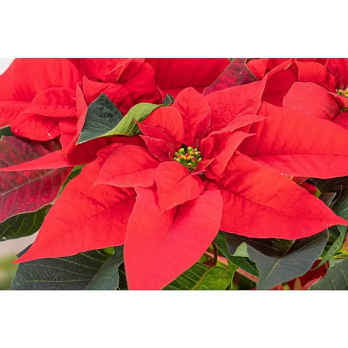 Piardino Weihnachtsstern - Euphorbia pulcherima, Topfgröße: 26 cm, Rot, Weiß, Rosa - Nahaufnahme einer roten Weihnachtssternblume mit grünen Blättern, ideal für festliche Dekorationen und saisonale Arrangements.
