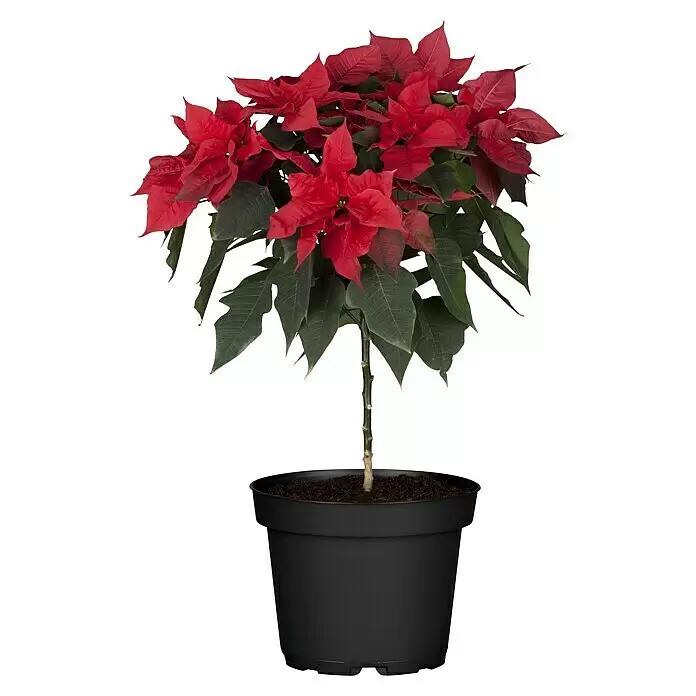 Piardino Weihnachtsstern - Euphorbia pulcherrima, Topfgröße: 15 cm, Rosa/Rot/Weiß - Vorderansicht