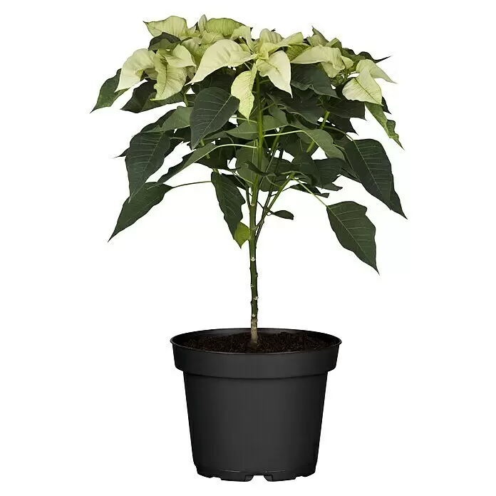 Piardino Weihnachtsstern - Euphorbia pulcherrima, Topfgröße: 15 cm, Rosa/Rot/Weiß - Vorderansicht