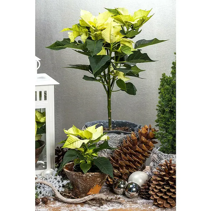 Piardino Weihnachtsstern - Euphorbia pulcherrima, Topfgröße: 15 cm, Rosa/Rot/Weiß - Ein festliches Arrangement mit gelben Weihnachtssternen in rustikalen Töpfen, umgeben von Tannenzapfen und winterlicher Dekoration.
