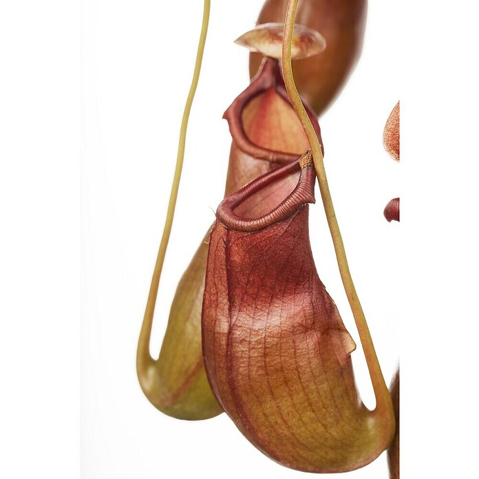 Piardino Kannenpflanze (Topfgröße: 9 cm)