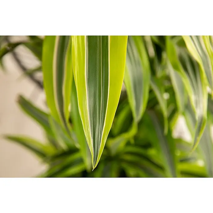 Piardino Drachenbaum XXL - Dracaena fragrans 'Lemon Lime', Topfgröße: 27 cm, Dunkelgrün - Nahaufnahme eines grünen Drachenbaums mit eleganten Blättern. Die attraktive Zimmerpflanze verleiht jedem Raum eine tropische Atmosphäre.