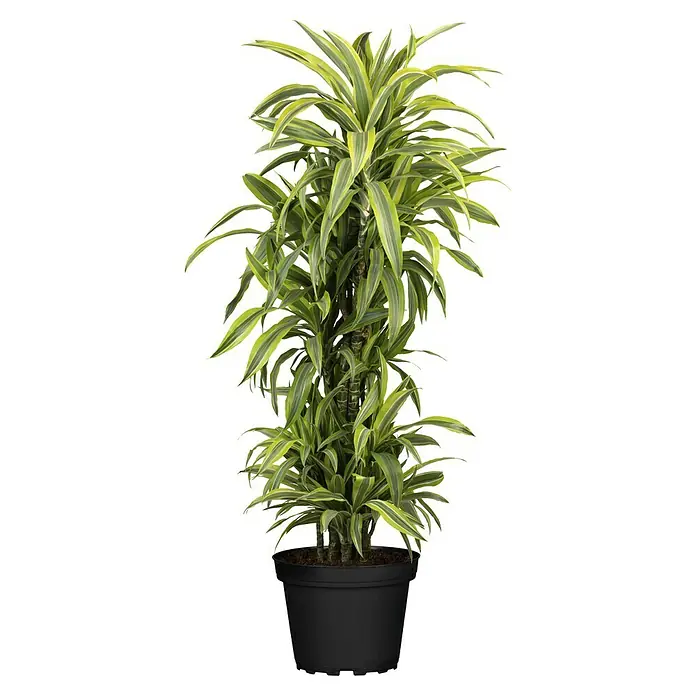 Piardino Drachenbaum XXL - Dracaena fragrans 'Lemon Lime', Topfgröße: 27 cm, Dunkelgrün - Eine Topfpflanze der Dracaena fragrans 'Massangeana' mit ihren markanten, länglichen Blättern, die dem Raum einen Hauch von Grün verleiht.