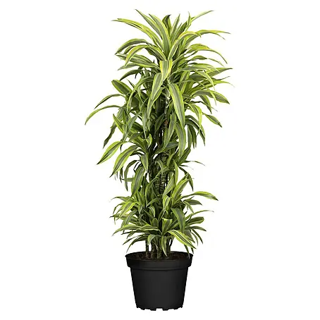 Piardino  Drachenbaum XXL