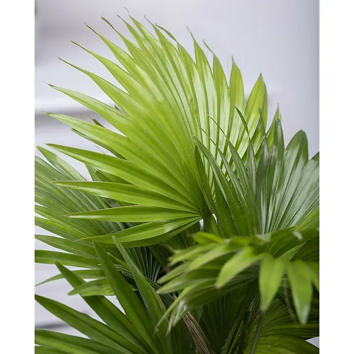 Piardino Chinesische SchirmpalmeLivistona chinensis, Topfgröße: 19 cm - Nahaufnahme einer strahlend grünen Zwergpalme mit fächerartigen Blättern, die tropische Eleganz ausstrahlen.