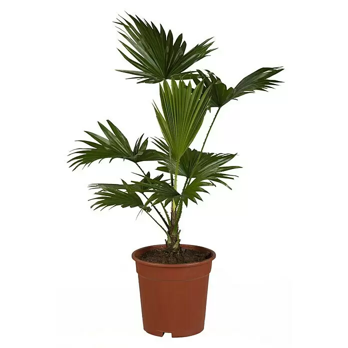 Piardino Chinesische SchirmpalmeLivistona chinensis, Topfgröße: 19 cm