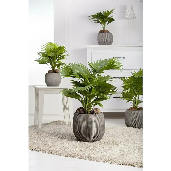 Piardino Chinesische SchirmpalmeLivistona chinensis, Topfgröße: 19 cm - Verschiedene Fächerpalmen in gerillten Töpfen, die ein Zimmer dekorieren. Die Fächerpalme ist ein Blickfang für das Interieur.