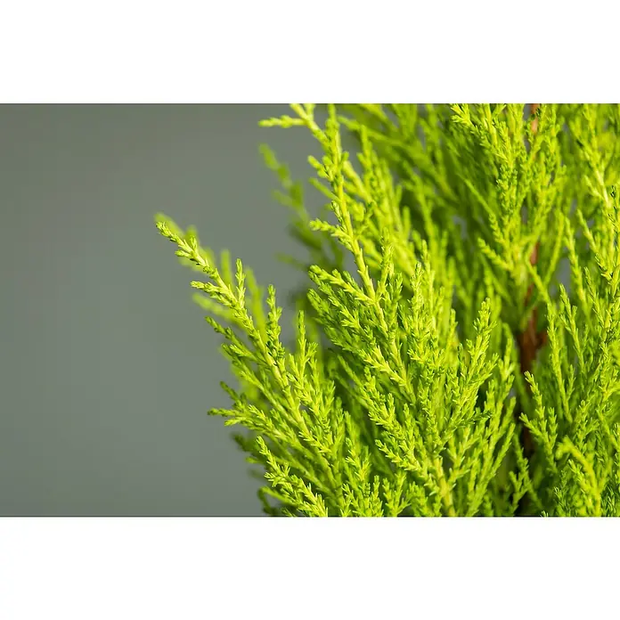 Piardino ZimmerzypresseCupressus macrocarpa, Topfgröße: 14 cm - Nahaufnahme eines leuchtend grünen Zypressenzweigs vor einem neutralen Hintergrund, der die feinen Details der Nadeln hervorhebt.