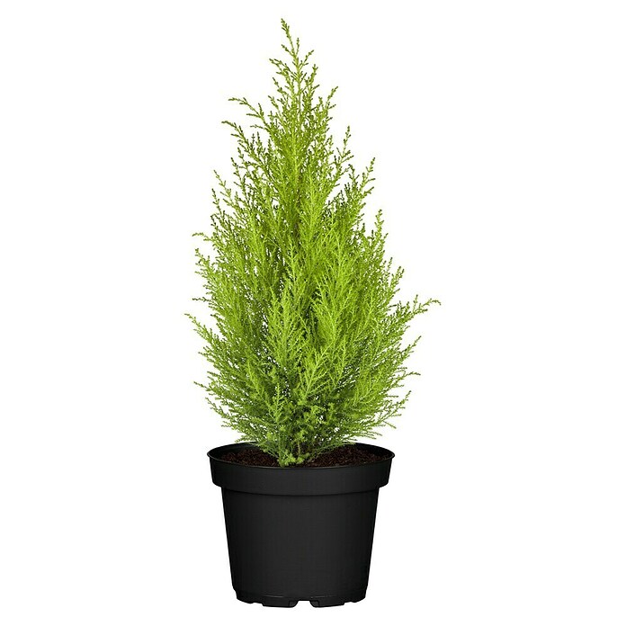 Cupressus macrocarpa14