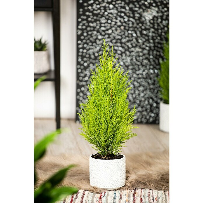 Cupressus macrocarpa14
