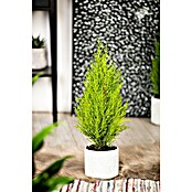Cupressus macrocarpa14