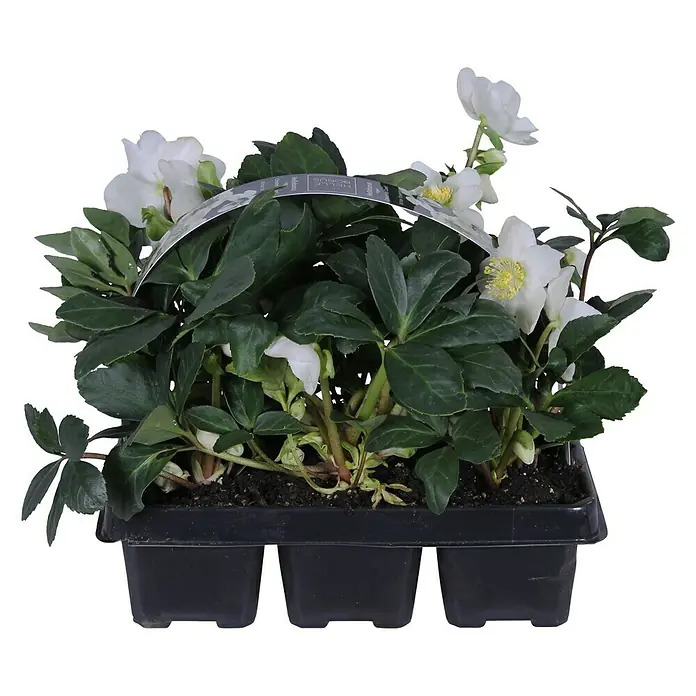 Piardino Christrose 6er Pack - Helleborus niger 'Christmas Carol', Topfgröße: 9 cm, Sortenabhängig - Ein Topf mit Helleborus-Pflanzen mit weißen Blüten und grünen Blättern, ideal für den Garten oder als Dekoration.