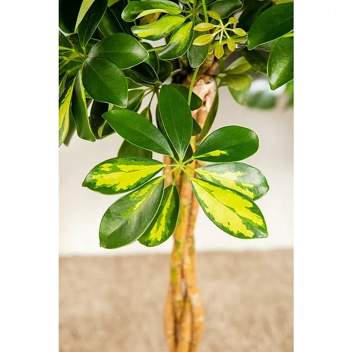 Piardino Strahlenaralie - Schefflera arboricola 'Gold Capella', Topfgröße: 19 cm, Gelb-Grün - Nahaufnahme einer Zimmerpflanze, Schefflera Arboricola 'Gold Capella', mit geflochtenem Stamm und grün-gelb panaschierten Blättern.