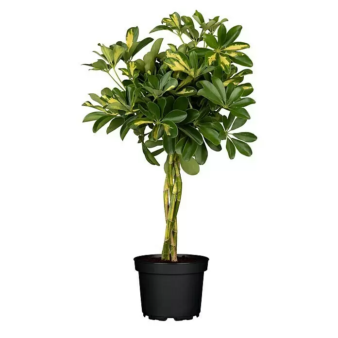 Piardino Strahlenaralie - Schefflera arboricola 'Gold Capella', Topfgröße: 19 cm, Gelb-Grün - Vorderansicht