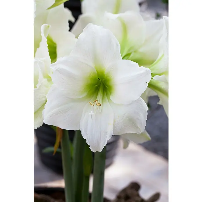 Piardino AmaryllisHippeastrum in Sorten, Topfgröße: 10 cm, Rosa/Rot/Weiß - Nahaufnahme einer weißen Amaryllisblüte mit grünen Akzenten im Zentrum, die ihre zarte Schönheit und Eleganz hervorhebt.