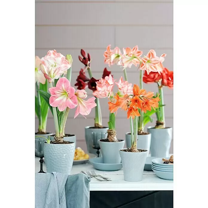 Piardino Amaryllis - Hippeastrum in Sorten, Topfgröße: 10 cm, Rosa/Rot/Weiß - Leuchtende Amaryllisblüten in hellblaugrauen Keramiktöpfen mit unterschiedlichen Texturen, als farbenfrohe Tischdekoration arrangiert.