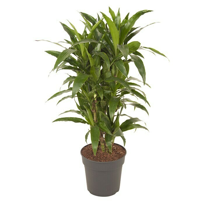Dracaena fragans 27 Janet Craig verzweig