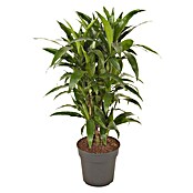 Dracaena fragans 27 Janet Craig verzweig