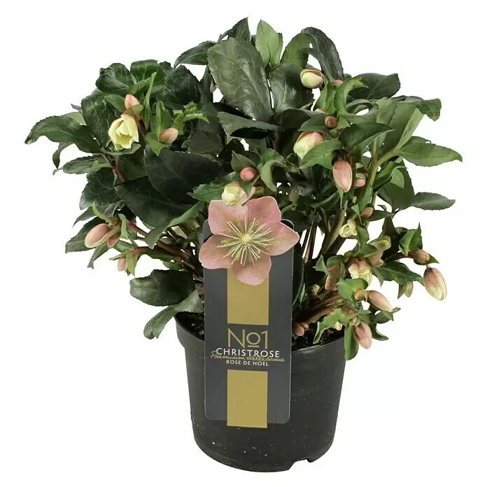 Piardino ChristroseHelleborus x ericsmithii 'Angel Glow', Topfgröße: 19 cm, Rosa