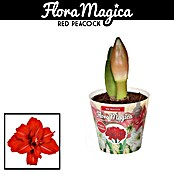 Hippeastrum Hybriden12 Red Peacock excl