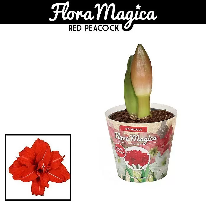 Piardino Amaryllis Red PeacockTopfgröße: 12 cm, Rot