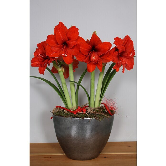 Hippeastrum Hybriden12 Red Peacock excl