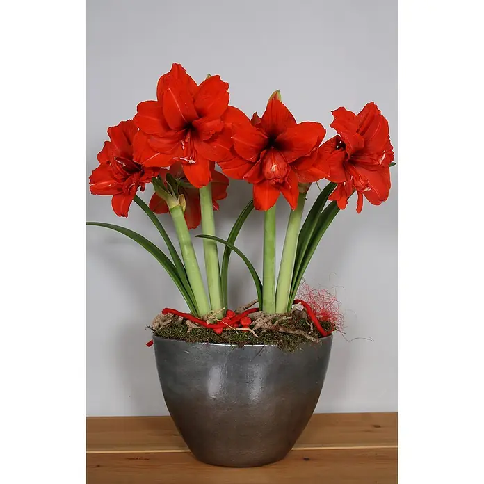 Piardino Amaryllis Red PeacockTopfgröße: 12 cm, Rot - Atemberaubende Amaryllisblüten in leuchtendem Rot in einem eleganten Topf, ein Blickfang für jeden Raum. Die Pflanze strahlt Wärme und Schönheit aus.