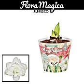 Hippeastrum Hybriden12 Alfresco weiss e