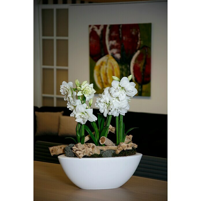 Hippeastrum Hybriden12 Alfresco weiss e