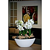 Hippeastrum Hybriden12 Alfresco weiss e