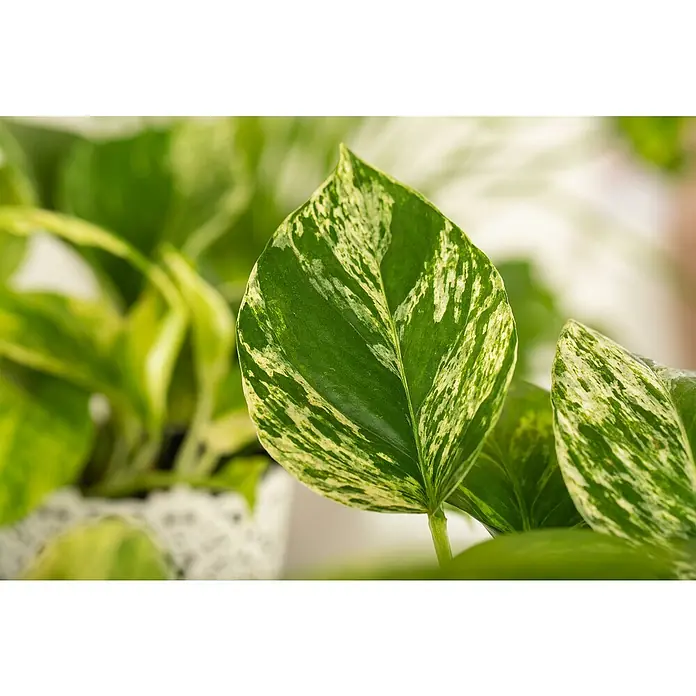 Piardino Efeutute - Epipremnum, Topfgröße: 12 cm - Nahaufnahme eines panaschierten Pothos mit hellgrünen und cremefarbenen Blättern, der Zimmerpflanze ein attraktives Aussehen verleiht.