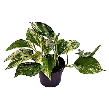 Piardino Efeutute (Epipremnum pinnatum 'Marble Queen', Topfgröße: 12 cm)