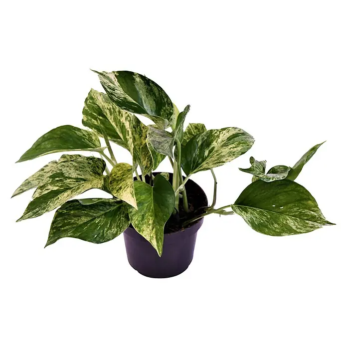 standort efeutute Epipremnum aureum