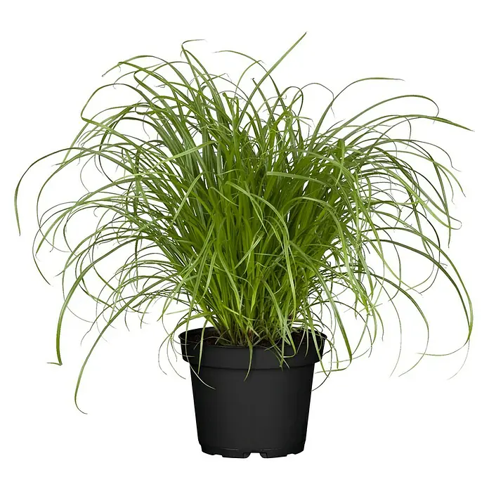 Piardino Katzengras - Cyperus zumula, Topfgröße: 12 cm - Schilfgras in einem schwarzen Topf. Das Ziergras sorgt für einen modernen Look im Garten, auf der Terrasse oder im Haus.