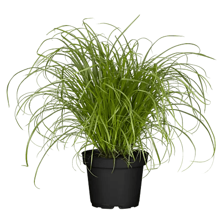 Piardino Katzengras - Cyperus zumula, Topfgre: 12 cm online kaufen bei  BAUHAUS