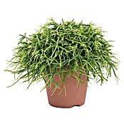 Piardino Rutenkaktus (Rhipsalis baccifera 'Oasis', Topfgröße: 12 cm) | BAUHAUS