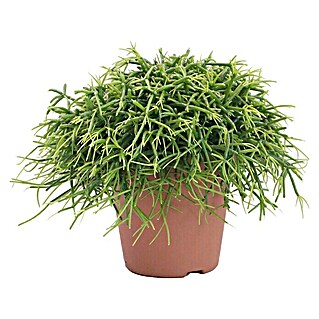 Piardino Rutenkaktus (Rhipsalis baccifera 'Oasis', Topfgröße: 12 cm)