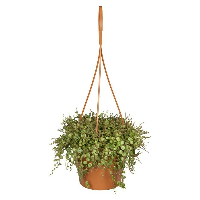 Piardino Zwergpfeffer (Peperomia rotundifolia, Topfgröße: 18 cm, Mittelgrün) | BAUHAUS