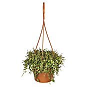 Piardino Zwergpfeffer (Peperomia rotundifolia, Topfgröße: 18 cm, Mittelgrün) | BAUHAUS