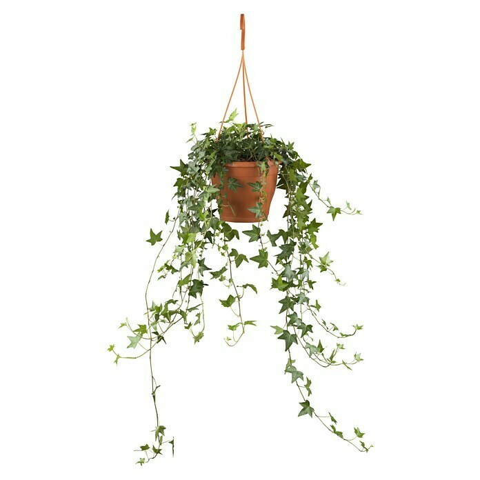 Piardino Efeu Ampel (Hedera helix, Topfgröße: 18 cm) | BAUHAUS