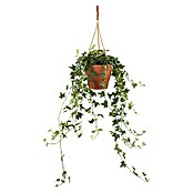 Piardino Efeu Ampel (Hedera helix, Topfgröße: 18 cm) | BAUHAUS