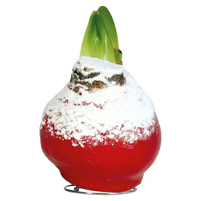 Piardino Amaryllis BeschneitHippeastrum, Wachs, Sortenabhängig